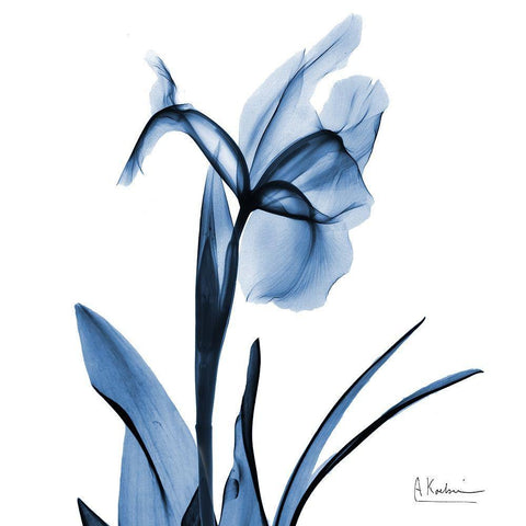 Indigo Iris White Modern Wood Framed Art Print with Double Matting by Koetsier, Albert