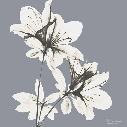Image Only