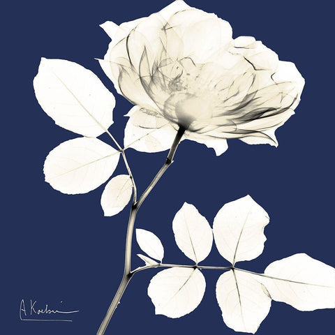 Rose Midnight Dynasty 1 White Modern Wood Framed Art Print by Koetsier, Albert