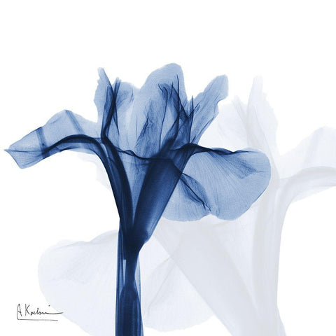 Indigo Infused Iris White Modern Wood Framed Art Print with Double Matting by Koetsier, Albert