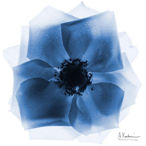 Indigo Rose Petals 2 Black Modern Wood Framed Art Print with Double Matting by Koetsier, Albert