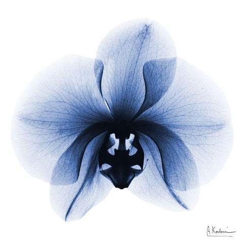 Indigo Infused Orchid 1 White Modern Wood Framed Art Print with Double Matting by Koetsier, Albert