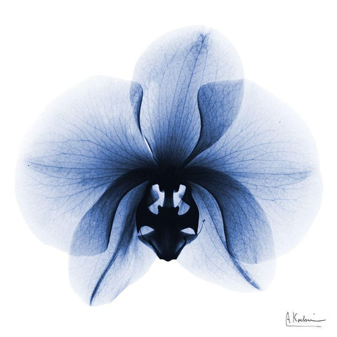 Indigo Infused Orchid 1 White Modern Wood Framed Art Print by Koetsier, Albert