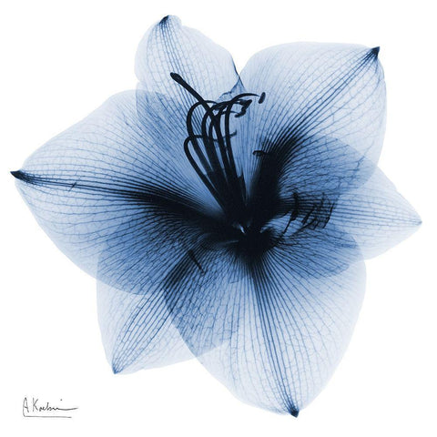 Indigo Amaryllis 1 White Modern Wood Framed Art Print by Koetsier, Albert