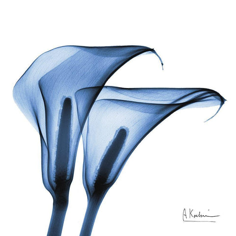 Indigo Infused Calla Lilies White Modern Wood Framed Art Print with Double Matting by Koetsier, Albert