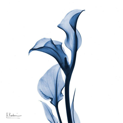 Indigo Covered Calla Lily Black Ornate Wood Framed Art Print with Double Matting by Koetsier, Albert