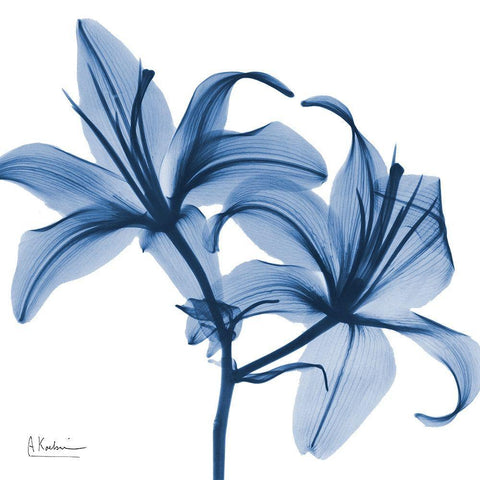 Indigo Infused Lily White Modern Wood Framed Art Print with Double Matting by Koetsier, Albert