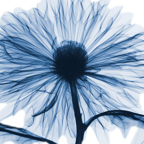 Indigo Chrysanthemum White Modern Wood Framed Art Print by Koetsier, Albert