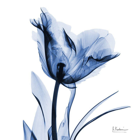 Indigo Softened Tulip White Modern Wood Framed Art Print with Double Matting by Koetsier, Albert