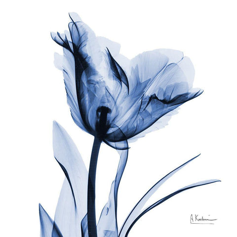 Indigo Softened Tulip Black Modern Wood Framed Art Print by Koetsier, Albert