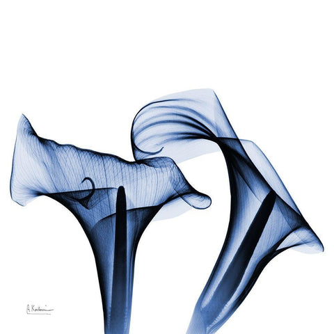 Twin Indigo Calla Lilies White Modern Wood Framed Art Print by Koetsier, Albert