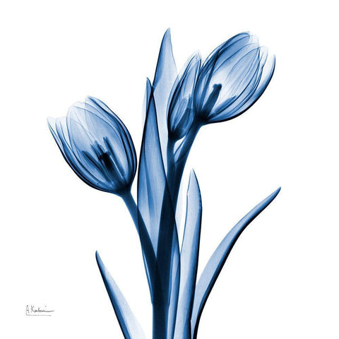 Indigo Loved Tulips White Modern Wood Framed Art Print with Double Matting by Koetsier, Albert