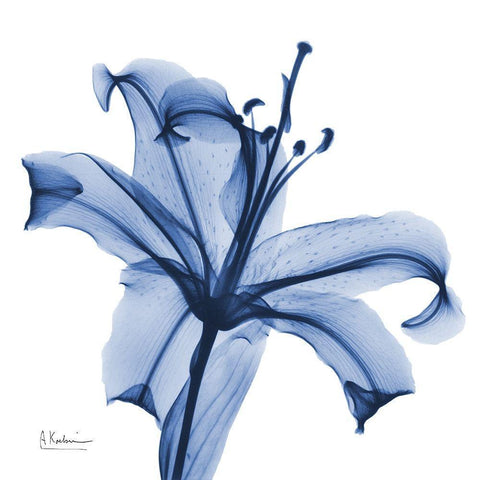 Glorious Indigo Lily White Modern Wood Framed Art Print by Koetsier, Albert