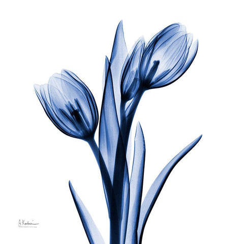 Enchanted Indigo Tulips White Modern Wood Framed Art Print with Double Matting by Koetsier, Albert