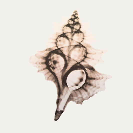 Image Only