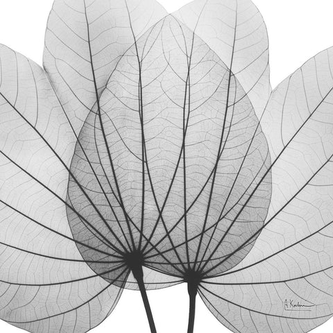 Orchid Tree BW Black Modern Wood Framed Art Print by Koetsier, Albert