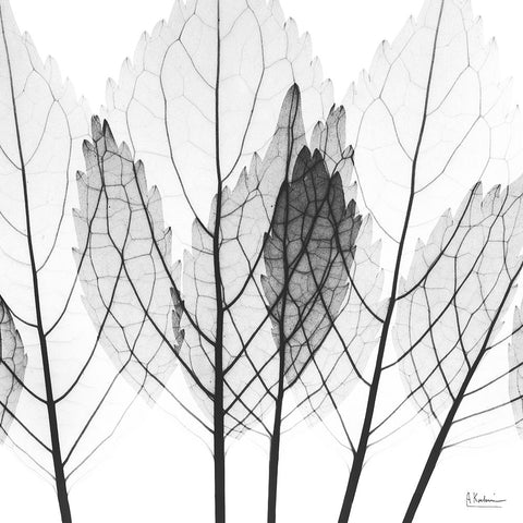 Monochromatic Growth Black Modern Wood Framed Art Print by Koetsier, Albert