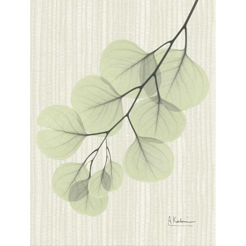 Eucalyptus E196 Black Modern Wood Framed Art Print with Double Matting by Koetsier, Albert