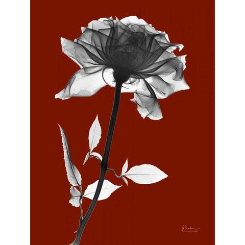 Red Rose Black Modern Wood Framed Art Print with Double Matting by Koetsier, Albert