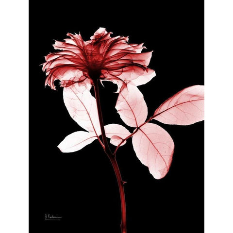 Rose 12 Black Modern Wood Framed Art Print with Double Matting by Koetsier, Albert