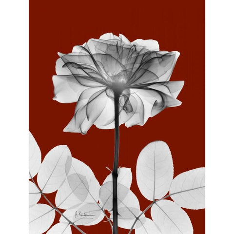 Rose 28 White Modern Wood Framed Art Print by Koetsier, Albert
