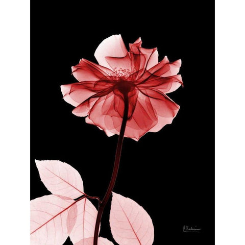 Rose 29 Black Modern Wood Framed Art Print with Double Matting by Koetsier, Albert