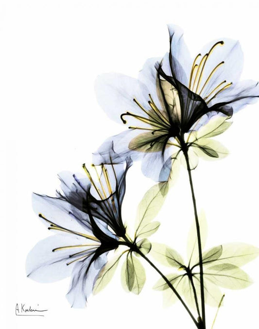 Image Only