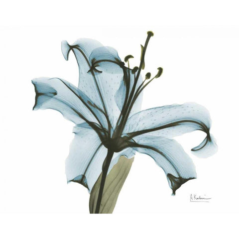 Teal Lily White Modern Wood Framed Art Print by Koetsier, Albert