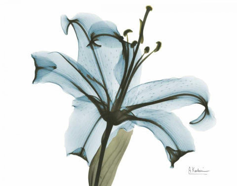 Teal Lily White Modern Wood Framed Art Print with Double Matting by Koetsier, Albert