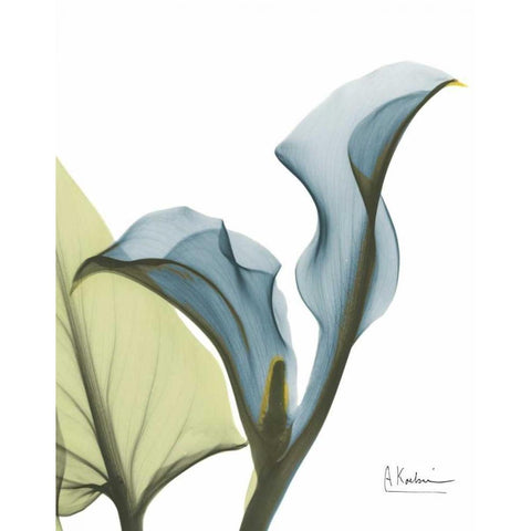 Calla Blues White Modern Wood Framed Art Print by Koetsier, Albert