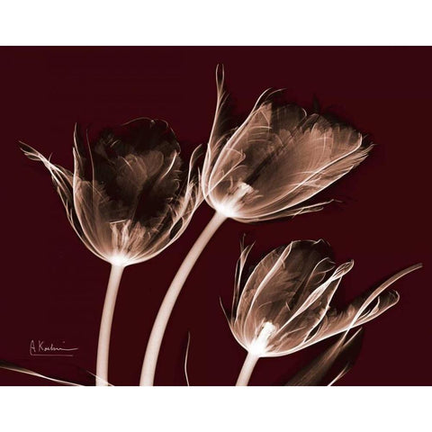 Crimson Tulips White Modern Wood Framed Art Print by Koetsier, Albert