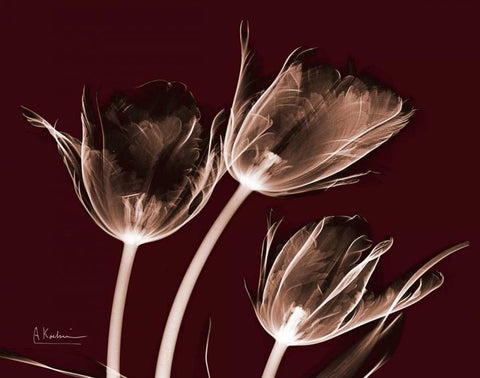 Crimson Tulips White Modern Wood Framed Art Print with Double Matting by Koetsier, Albert
