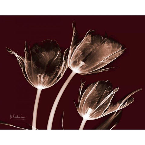 Crimson Tulips Black Modern Wood Framed Art Print with Double Matting by Koetsier, Albert