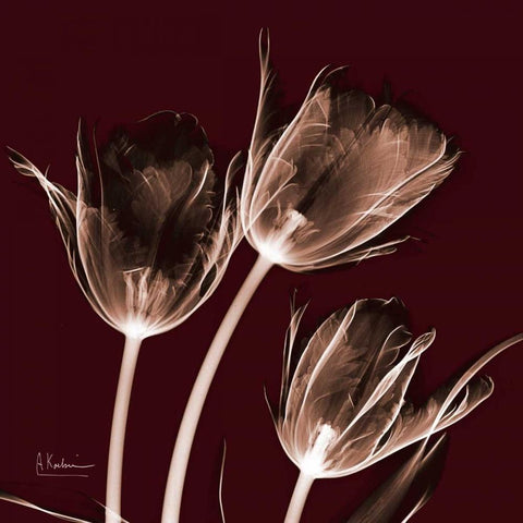 Tabitha Tulip Trio White Modern Wood Framed Art Print by Koetsier, Albert