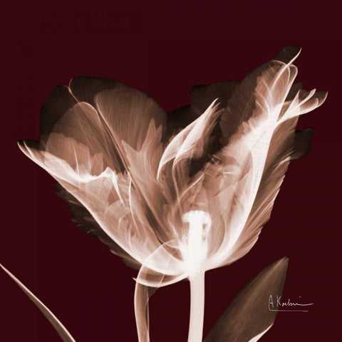 Tabitha Tulip Single White Modern Wood Framed Art Print by Koetsier, Albert