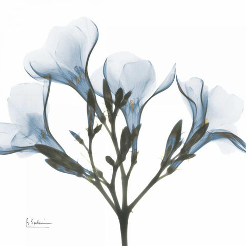 May Flowers White Modern Wood Framed Art Print by Koetsier, Albert