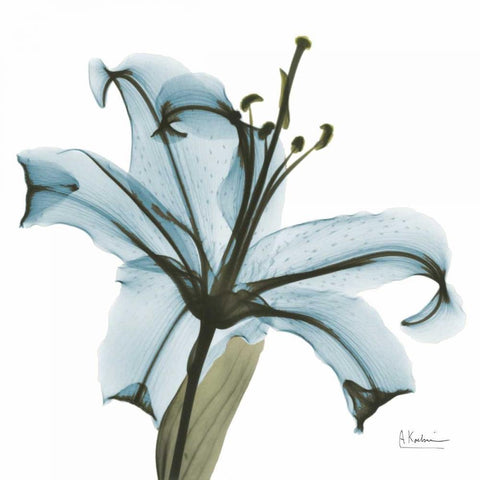 May Lily White Modern Wood Framed Art Print by Koetsier, Albert