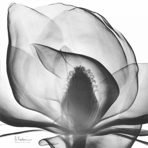 Magnolia A43 Black Modern Wood Framed Art Print with Double Matting by Koetsier, Albert