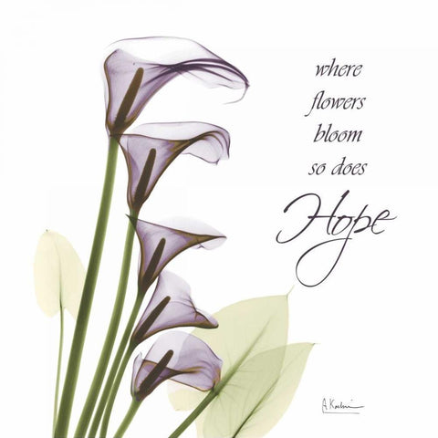 Swaying Callas - Hope White Modern Wood Framed Art Print by Koetsier, Albert