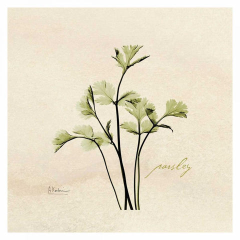 Parsley in Bloom Black Modern Wood Framed Art Print with Double Matting by Koetsier, Albert