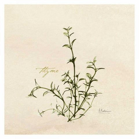 Thyme in Bloom White Modern Wood Framed Art Print with Double Matting by Koetsier, Albert