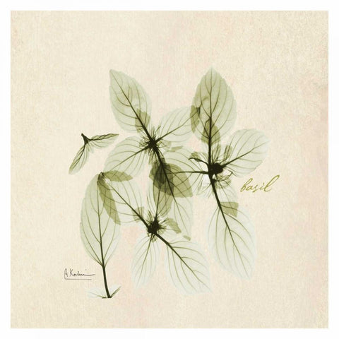 Basil in Bloom Black Modern Wood Framed Art Print with Double Matting by Koetsier, Albert