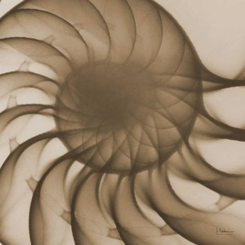 Brown Shell Close Up White Modern Wood Framed Art Print with Double Matting by Koetsier, Albert