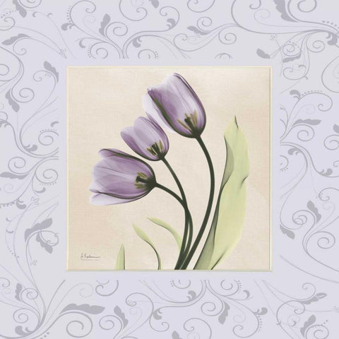 Purple Tulips on Purple Damask White Modern Wood Framed Art Print with Double Matting by Koetsier, Albert