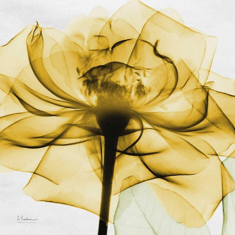 Golden Rose White Modern Wood Framed Art Print with Double Matting by Koetsier, Albert