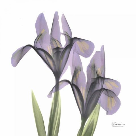 A Gift of Flowers in Purple White Modern Wood Framed Art Print by Koetsier, Albert