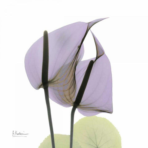 A Gift of Flowers in Lavender White Modern Wood Framed Art Print with Double Matting by Koetsier, Albert