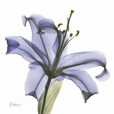 Lily in  Purple White Modern Wood Framed Art Print with Double Matting by Koetsier, Albert