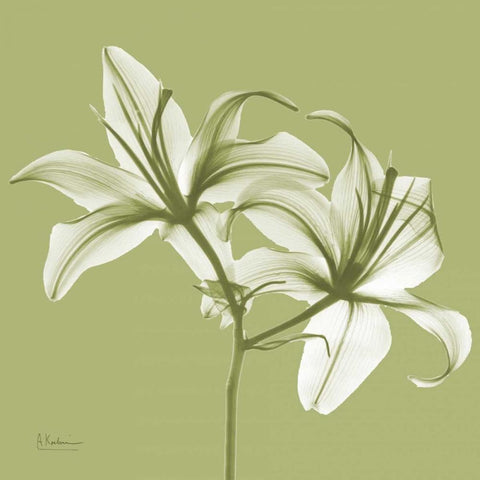 Twin Lilies on Pale Green White Modern Wood Framed Art Print with Double Matting by Koetsier, Albert