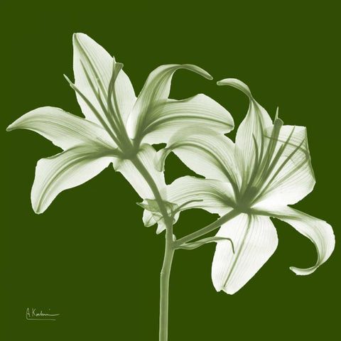 Twin Lilies on Green White Modern Wood Framed Art Print with Double Matting by Koetsier, Albert